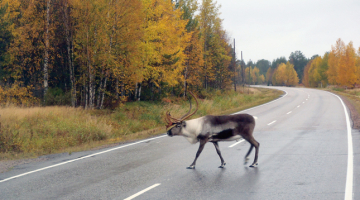 Ceļmalas ainiņas 2700 km velobraucienā Rīga—polārais loks—Nordkaps—Trumse, 2012.gads.