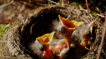 Ilustratīvs attēls no pixabay.com