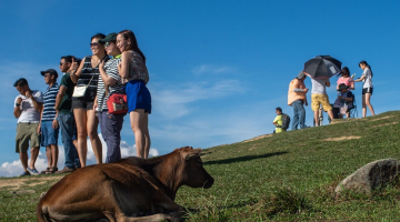 Ķīnas tūristi pozē pie govs Honkongas dabasparkā.  Foto: AFP/LETA