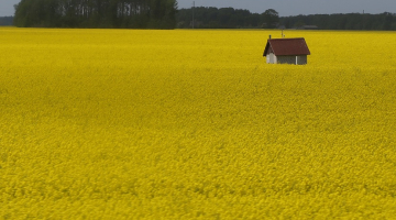 Rapšu lauks. Foto: Evija Trifanova, LETA