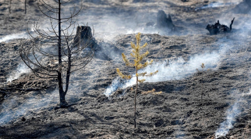 Gruzdošais mežs Zviedrijas vidienē 26. jūlijā netālu no Sarnas. Foto: AFP/LETA