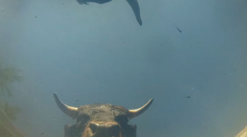 Kadrs no filmas Govis un karalienes 