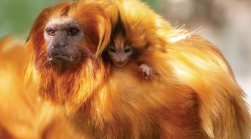 Pirmdien Parīzē prezentētajā ANO globālajā bioloģiskās daudzveidības novērtējuma ziņojumā konstatēts, ka pasaules nesaudzīgā dzīšanās pēc ekonomiskās izaugsmes rada līdz šim nepieredzētus sugu izmiršanas draudus — izmiršana draud miljonam sugu. Sauszemes sugu skaits kopš 1900. gada samazinājies par vismaz 20%. Apdraudēti ir vairāk nekā 40% abinieku sugu, ap 10% kukaiņu sugu, gandrīz 33% koraļļu un vairāk nekā trešā daļa jūras zīdītāju. Attēlā: zeltainā lauvpērtiķa mamma ar mazuli Bristoles zoodārzā — šī ir viena no visvairāk apdraudētajām primātu sugām pasaulē.
Foto — AFP/LETA