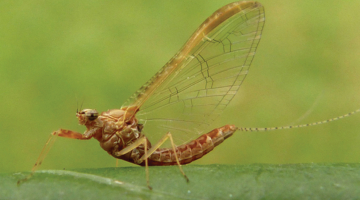 Šāgada Dabas koncertzāles varonis ir ūdens kukainis viendienīte