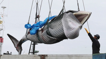 Japānas zvejnieku noķertais valis Hokaido salā. Foto: EPA/Scanpix