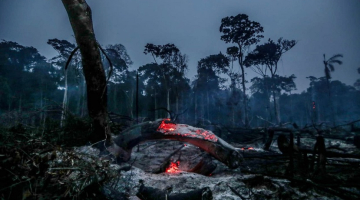 Gruzdošas ogles pēc mežu ugunsgrēka Amazones džungļos. Foto: Scanpix/LETA