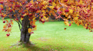 Foto — Shutterstock