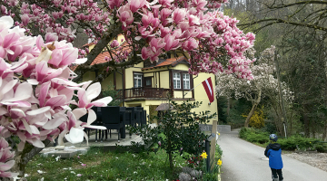 Latviešu kultūras centrs iemitinājies kalnā, kas augstāks par Gaiziņu. Magnolijas ziedi nākamajā dienā nosala.
Foto no privātā arhīva