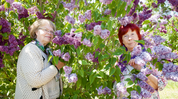 Kolēģes Inese Šinta un Sarmīte Strautiņa (no kreisās). Pētnieces mūža darbs gan ir ogulāji, ceriņu skaistumu viņa sauc par gaistošu.
Foto — Ieva Salmane