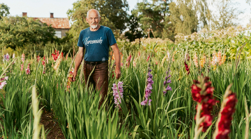 Laimoņa Zaķa dārzā pašlaik ir vairāk nekā 200 gladiolu šķirņu. «Es vairāk esmu uz kruzuļotajām.»
Foto — Lauris Aizupietis
