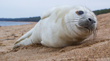 Ja, pastaigājoties pa jūrmalu, krastā redzat ronēnu, tā labā varat darīt tikai vienu — likt tam dzīvniekam mieru! Dabas aizsardzības pārvaldes vecākais eksperts Valdis Pilāts iesaka ronēnus netramdīt.
Foto — Andris Soms