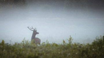 Briežu bauru laikā Siguldā.
Foto — Jānis Zilvers