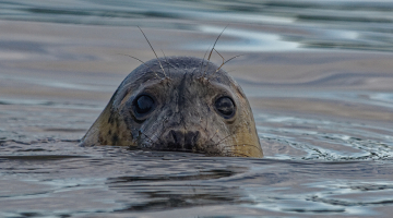 Pelēkais ronis.
Foto — Shutterstock