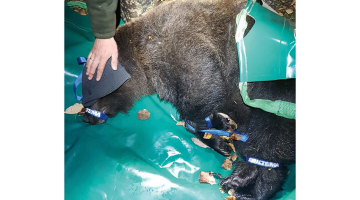 Iemidzinātajam dzīvniekam ausī tiek ievietota plastikāta identifikācijas zīme.
Foto — Dabas aizsardzības pārvalde