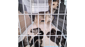Brīvprātīgo komanda no Ukrainas uz Latviju atveda 40 suņus un 34 kaķus, kuri līdz maija beigām atradīsies karantīnā.
Foto no personīgā arhīva