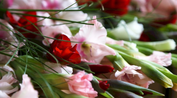 Gladiolas. Foto - Ieva Leiniša, LETA