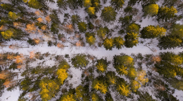 Mežs ziemā. Foto - Edijs Pālens, LETA