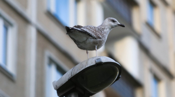 Foto - Paula Čurkste, LETA