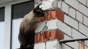 Kaķis uz daudzdzīvokļu ēkas balkona. Foto - Evija Trifanova, LETA