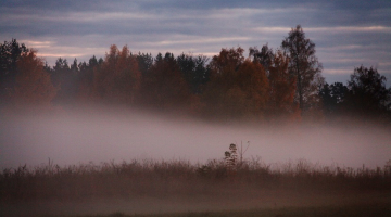 Migla virs pļavas. Foto - Edijs Pālens, LETA