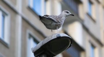Foto - Paula Čurkste, LETA