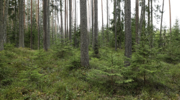 Mežs Viesatas upesloku takās. Foto - Eija Trifanova, LETA