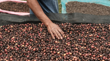 Kafijas pupiņu žāvēšana plantācijā Finca El Puente