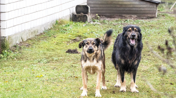 Suņi Džūda (pa kreisi) un Argo.