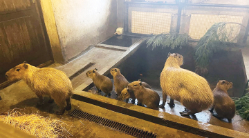 Pirmais pasaulē nākušais kapibarēns nosaukts par Maksimusu, jo izturēja dažādus izaicinājumus. Pārējiem vārdi vēl nav doti. Foto — Rīgas zoodārzs
