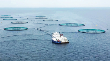 Uzņēmuma Musholm foreļu audzētava pie Dānijas krastiem. Līdzīgu sprostu principu vēlas realizēt arī Latvijā. Foto no uzņēmuma arhīva