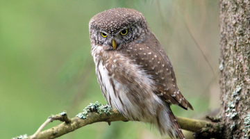 Apodziņš (Glaucidium passerinum) ir vismazākā no Latvijas pūcēm