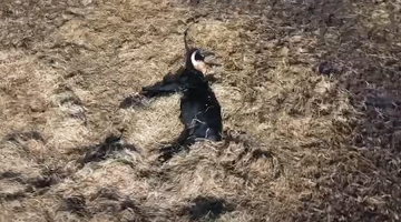 Ekrānuzņēmums no biedrības Zirga daba video Ķemeru Nacionālā parka pļavās