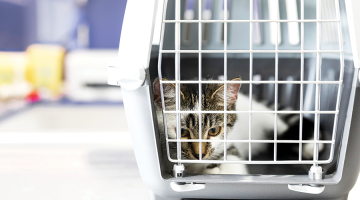 Ilustrācija — Freepik