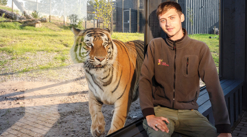 Siguldas Zoo līdzīpašnieks, dzīvnieku uzraugs Daniels Kalvišs kopā ar Amūras tīģeri Doniņu.