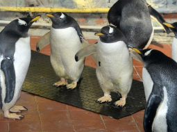 Džentū pingvīni Rīgas zoodārzā. Foto: Rīgas Zooloģiskais dārzs