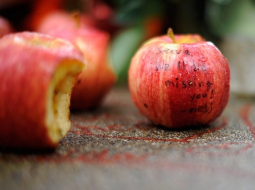 Piemiņas āboli "Apple" radītājam datorģēnijam Stīvam Džobsam. Foto: AFP/LETA