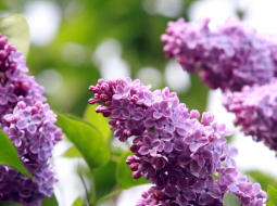 Foto - Kaspars Krafts, f64