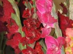 2014_09_gladiolas-media-large.jpg