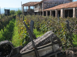 Kahetijas reģions Gruzijā slavens ar vīnogulājiem. Gruzija pasaulē pazīstama ar saviem vīniem. Publicitātes foto