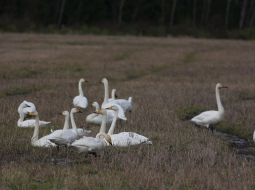 Ziemeļu gulbji. Publicitātes foto