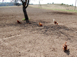 Foto: Inga Nestere, F64