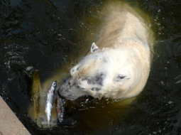Rīgas Zooloģiskais dārzs