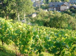 Vīnogulāji Sabiles Vīna kalnā. Foto - LETA