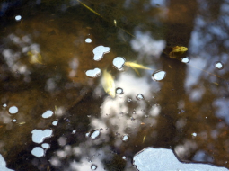 Mārupīte pēc ķīmiskās avārijas. Foto: Andrejs Terentjevs, F64