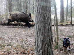 Mežacūkas trenkāšana medību bāzē. Foto: Lita Krone, LETA