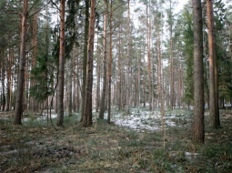 Evija Trifanova, LETA