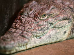 Elmārs Rudzītis, F64