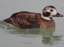 Kākaulis. Foto no Vikipēdijas