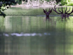 Donavas pārplūstošajos ūdeņos jūnijā varēja redzēt arī šādu skatu - sausākas vietas meklējumos peldošu briežu baru 170 km attālumā no Ungārijas galvaspilsētas Budapeštas. FOTO: AFP/LETA