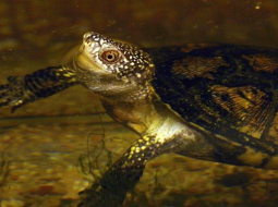 Purva bruņurupucis. Foto: Baiba Aprāne, LETA